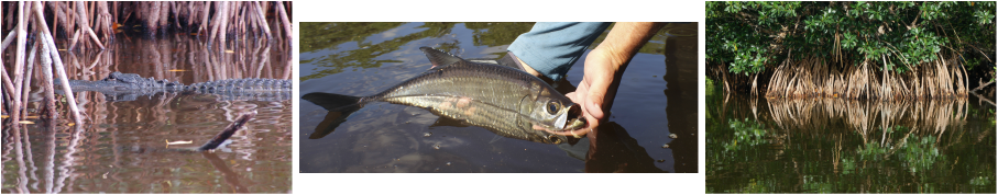 Gator in the glades!